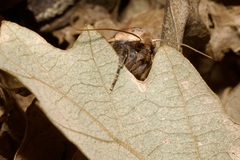 Conistra erythrocephala