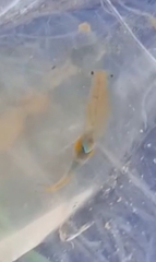 Branchipus schaefferi
