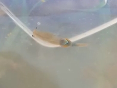 Branchipus schaefferi