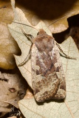 Conistra erythrocephala