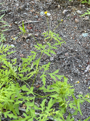 Coreocarpus parthenioides parthenioides