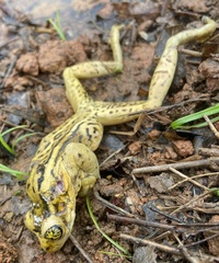 Trachycephalus mesophaeus