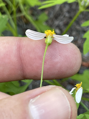 Coreocarpus parthenioides parthenioides