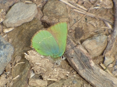 Callophrys rubi