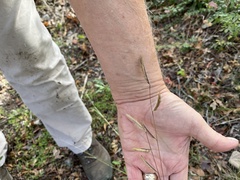 Bouteloua pectinata