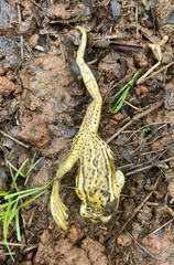 Trachycephalus mesophaeus