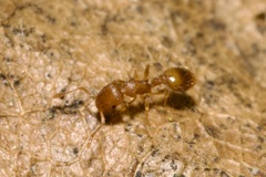Temnothorax