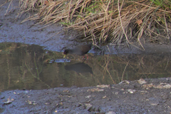 Zapornia flavirostra