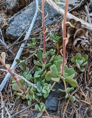 Sedum oregonense