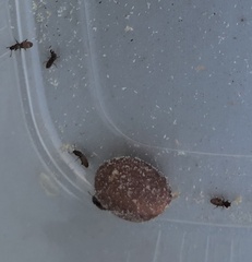 Oryzaephilus mercator