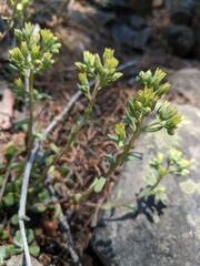 Sedum oregonense