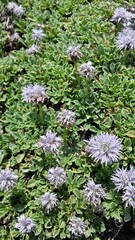 Globularia meridionalis
