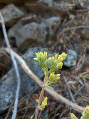Sedum oregonense