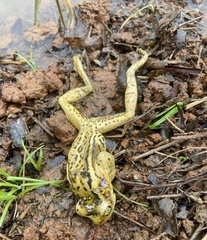 Trachycephalus mesophaeus