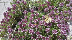 Pseudopanthera macularia