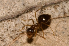 Prenolepis nitens