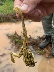 Trachycephalus mesophaeus