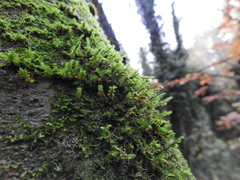 Cryphaea heteromalla