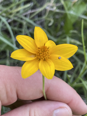 Heliopsis