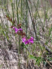 Polygala garcinii