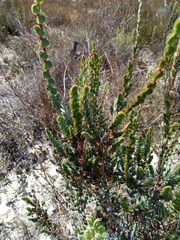 Cliffortia phyllanthoides