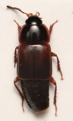 Tachinus humeralis