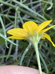 Heliopsis