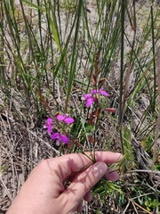 Polygala garcinii