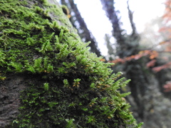 Cryphaea heteromalla