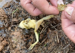 Trachycephalus mesophaeus