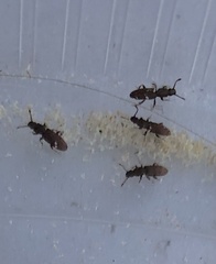 Oryzaephilus mercator