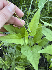 Heliopsis