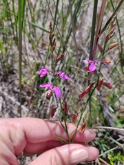 Polygala garcinii