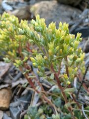 Sedum oregonense
