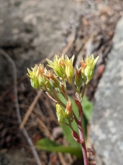 Sedum oregonense