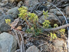 Sedum oregonense