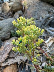 Sedum oregonense