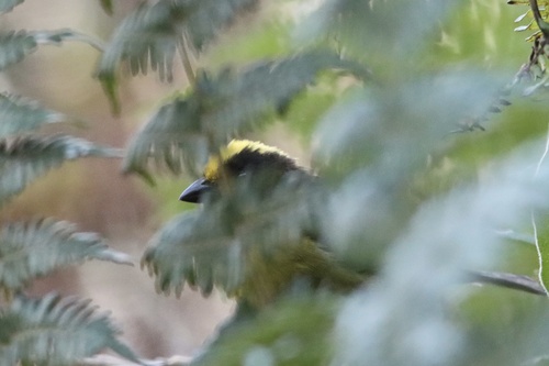 Tricolored Brushfinch (Atlapetes tricolor), photo 9
