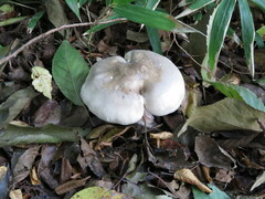 Fungi