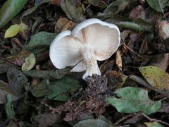 Fungi