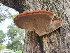 Inonotus