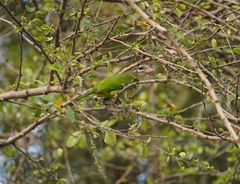 Psilopogon viridis