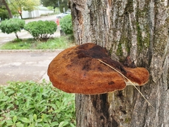 Inonotus