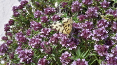 Pseudopanthera macularia