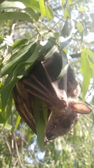 Rousettus aegyptiacus