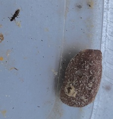 Oryzaephilus mercator