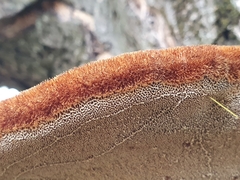 Inonotus