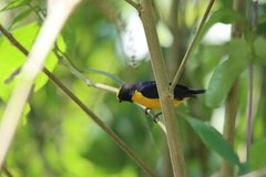 Euphonia xanthogaster