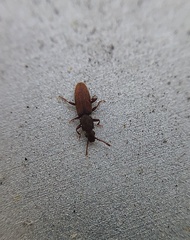 Oryzaephilus mercator