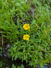 Erythranthe linearifolia